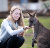 Guided Shore Excursion Hobart City Highlights Bonorong Wildlife  Richmond - Schoolies Week Accommodation