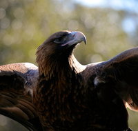 Wildlife day tour 4 Hours 195 per person - Schoolies Week Accommodation