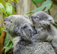 Hobart's best city nature wildlife and fine cuisine - Schoolies Week Accommodation