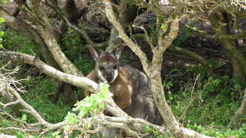 Kangaroo Island In A Day Tour From Adelaide - Schoolies Week Accommodation 23