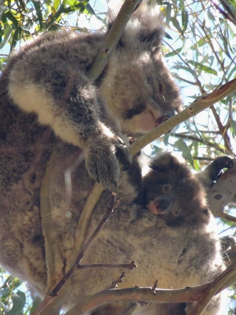 Kangaroo Island In A Day Tour From Adelaide - Schoolies Week Accommodation 16