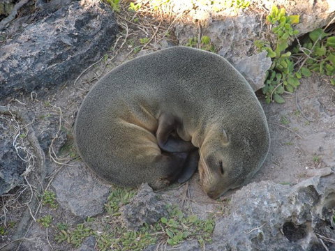 Kangaroo Island In A Day Tour From Adelaide - Schoolies Week Accommodation 12
