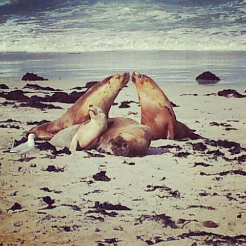 Kangaroo Island In A Day Tour From Adelaide - Schoolies Week Accommodation 24