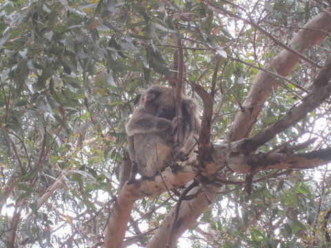 Kangaroo Island In A Day Tour From Adelaide - Schoolies Week Accommodation 22