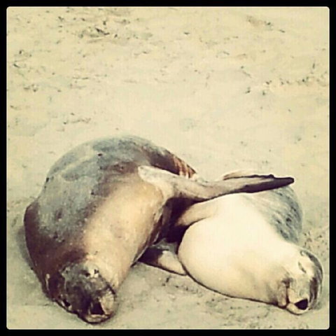 Kangaroo Island In A Day Tour From Adelaide - Schoolies Week Accommodation 25