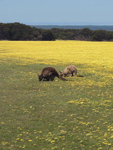 Kangaroo Island In A Day Tour From Adelaide - Schoolies Week Accommodation 14