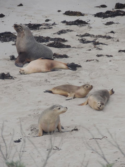 Kangaroo Island In A Day Tour From Adelaide - Schoolies Week Accommodation 15