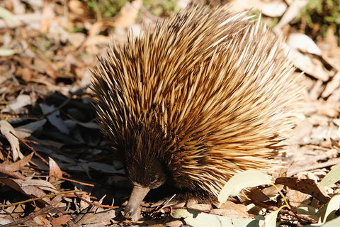 Kangaroo Island In A Day Tour From Adelaide - Schoolies Week Accommodation 29