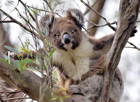 Kangaroo Island In A Day Tour From Adelaide - Schoolies Week Accommodation 27