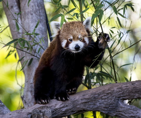 Croc Express To Australia Zoo From Brisbane - Schoolies Week Accommodation 5