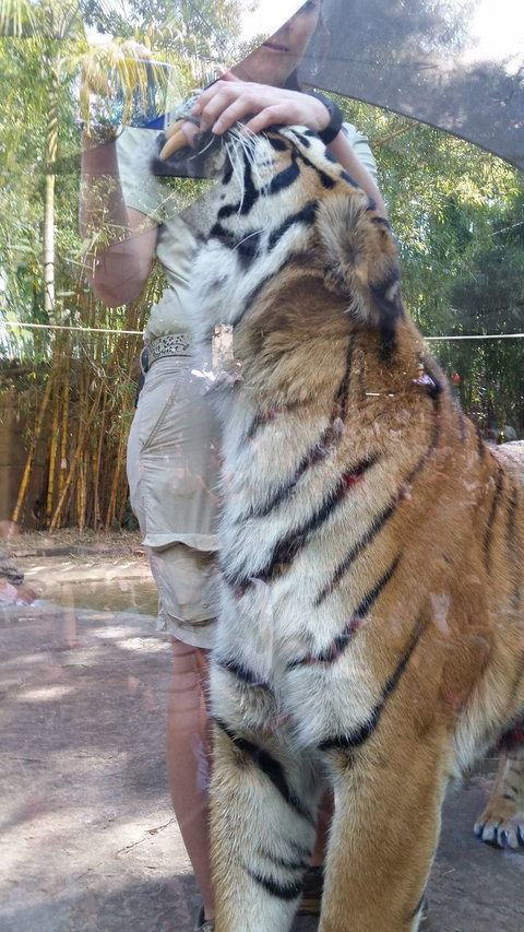 Croc Express To Australia Zoo From Brisbane - Schoolies Week Accommodation 4