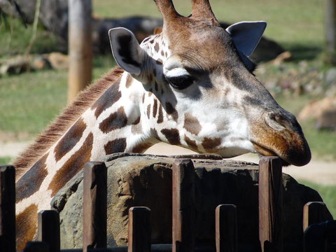 Croc Express To Australia Zoo From Brisbane - Schoolies Week Accommodation 2