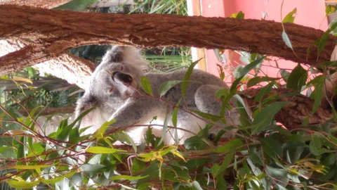 Croc Express To Australia Zoo From Brisbane - Schoolies Week Accommodation 3