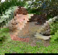 Croc Express to Australia Zoo from Brisbane - Schoolies Week Accommodation