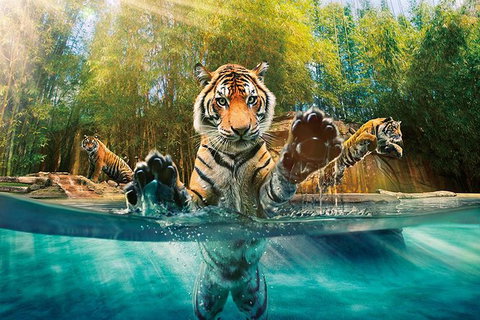 Croc Express To Australia Zoo From Brisbane - Schoolies Week Accommodation 11