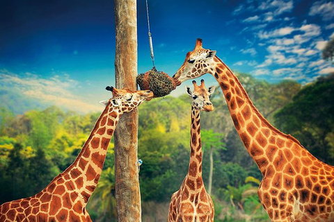 Croc Express To Australia Zoo From Brisbane - Schoolies Week Accommodation 8