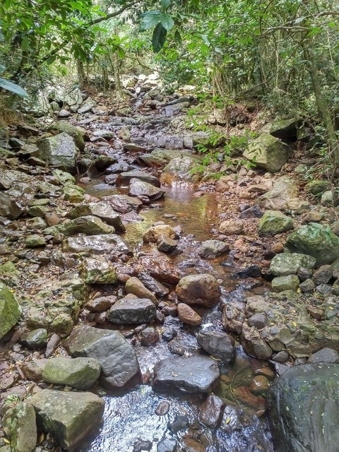 Springbrook AndTamborine Rainforest Tour Incl Natural Bridge And Glow Worm Cave - Schoolies Week Accommodation 4