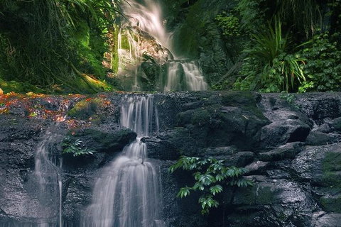 Springbrook AndTamborine Rainforest Tour Incl Natural Bridge And Glow Worm Cave - Schoolies Week Accommodation 1