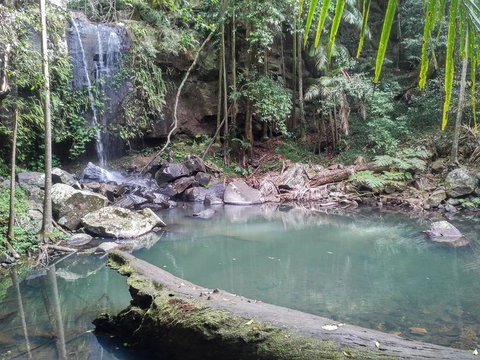 Springbrook AndTamborine Rainforest Tour Incl Natural Bridge And Glow Worm Cave - Schoolies Week Accommodation 3