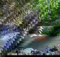 Springbrook andTamborine Rainforest Tour Incl Natural Bridge and Glow Worm Cave - Schoolies Week Accommodation