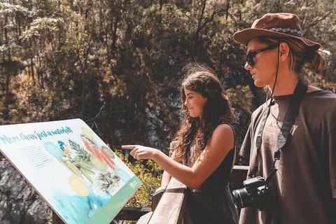 Springbrook AndTamborine Rainforest Tour Incl Natural Bridge And Glow Worm Cave - Schoolies Week Accommodation 18