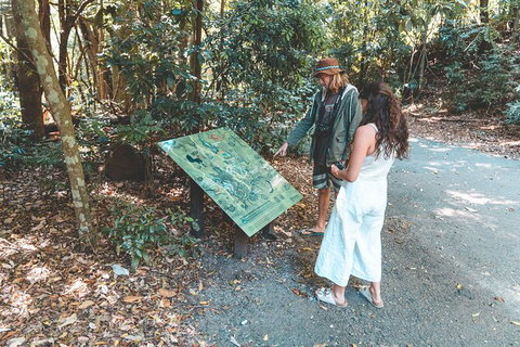 Springbrook AndTamborine Rainforest Tour Incl Natural Bridge And Glow Worm Cave - Schoolies Week Accommodation 16