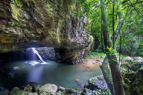 Springbrook AndTamborine Rainforest Tour Incl Natural Bridge And Glow Worm Cave - Schoolies Week Accommodation 8