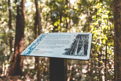 Springbrook AndTamborine Rainforest Tour Incl Natural Bridge And Glow Worm Cave - Schoolies Week Accommodation 14