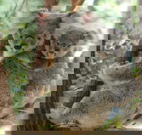 Lone Pine Koala Sanctuary Day Pass - Schoolies Week Accommodation