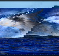 Whale Watching Cruise from Redcliffe Brisbane or the Sunshine Coast - Schoolies Week Accommodation