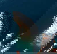 Hervey Bay Whale Watching Experience - Schoolies Week Accommodation