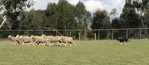 Lone Pine Koala Sanctuary Admission With Brisbane River Cruise - Schoolies Week Accommodation 14