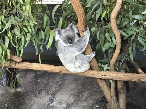 Lone Pine Koala Sanctuary Admission With Brisbane River Cruise - Schoolies Week Accommodation 21