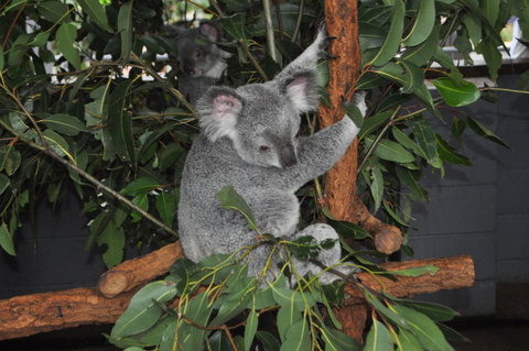 Lone Pine Koala Sanctuary Admission With Brisbane River Cruise - Schoolies Week Accommodation 6