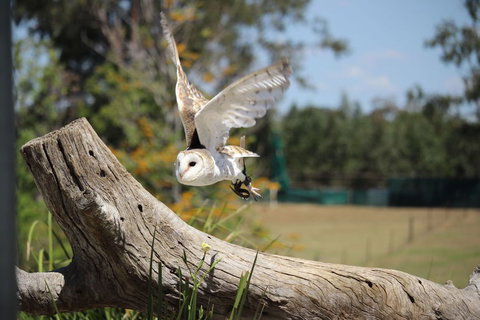 Lone Pine Koala Sanctuary Admission With Brisbane River Cruise - Schoolies Week Accommodation 25