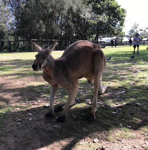 Lone Pine Koala Sanctuary Admission With Brisbane River Cruise - Schoolies Week Accommodation 15
