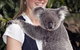 Lone Pine Koala Sanctuary Admission With Brisbane River Cruise - thumb 1
