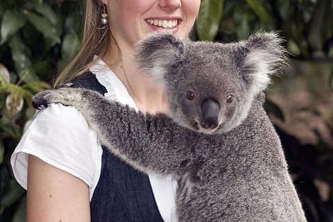 Lone Pine Koala Sanctuary Admission With Brisbane River Cruise - Schoolies Week Accommodation 1