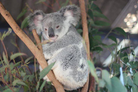 Lone Pine Koala Sanctuary Admission With Brisbane River Cruise - Schoolies Week Accommodation 9