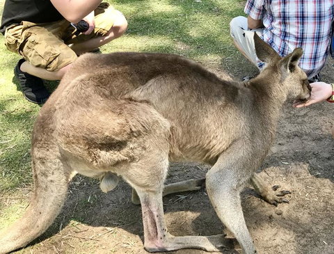 Lone Pine Koala Sanctuary Admission With Brisbane River Cruise - Schoolies Week Accommodation 19