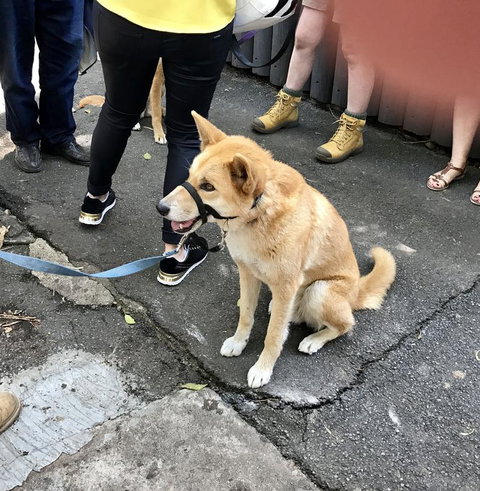 Lone Pine Koala Sanctuary Admission With Brisbane River Cruise - Schoolies Week Accommodation 22