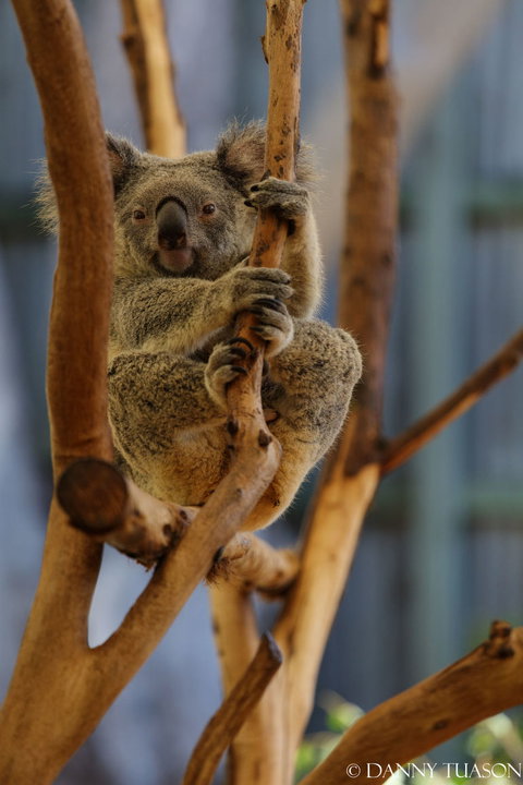 Lone Pine Koala Sanctuary Admission With Brisbane River Cruise - Schoolies Week Accommodation 24