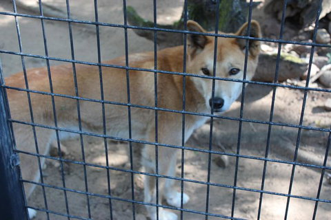 Lone Pine Koala Sanctuary Admission With Brisbane River Cruise - Schoolies Week Accommodation 10