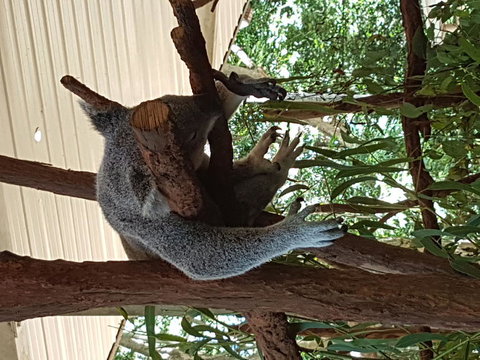 Lone Pine Koala Sanctuary Admission With Brisbane River Cruise - Schoolies Week Accommodation 2
