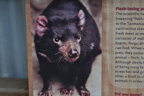 Lone Pine Koala Sanctuary Admission With Brisbane River Cruise - Schoolies Week Accommodation 4