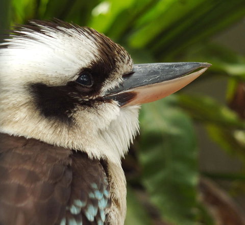 Lone Pine Koala Sanctuary Admission With Brisbane River Cruise - Schoolies Week Accommodation 23