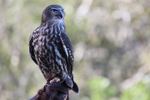 Lone Pine Koala Sanctuary Admission With Brisbane River Cruise - Schoolies Week Accommodation 11