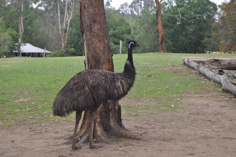 Lone Pine Koala Sanctuary Admission With Brisbane River Cruise - Schoolies Week Accommodation 5