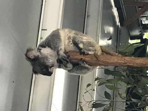 Lone Pine Koala Sanctuary Admission With Brisbane River Cruise - Schoolies Week Accommodation 20