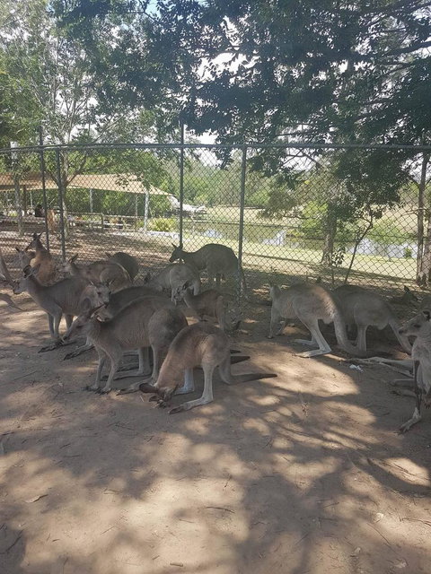 Lone Pine Koala Sanctuary Admission With Brisbane River Cruise - Schoolies Week Accommodation 18